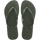 Green Olive
