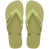 Mandacaru Green