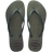 Green Olive