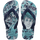 Blue/Navy Blue